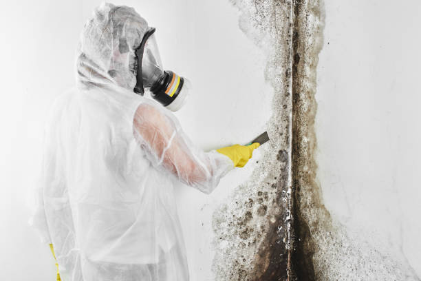 Best Black Mold Removal  in Elmwood, LA