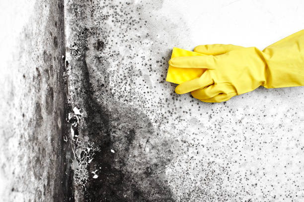 Best Best Mold Removal Companies  in Elmwood, LA