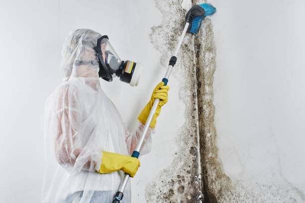 Best Mold Damage Repair  in Elmwood, LA
