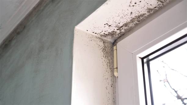 Best Attic Mold Removal  in Elmwood, LA
