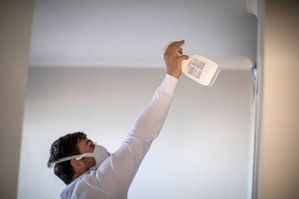 Best Same-Day Mold Removal  in Elmwood, LA