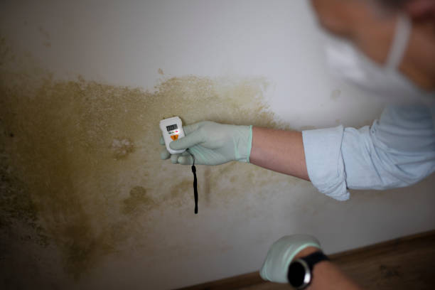 Best Mold Removal Process  in Elmwood, LA