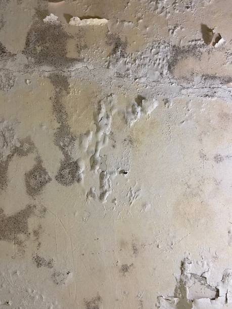 Best Residential Mold Removal  in Elmwood, LA