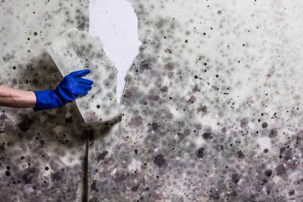 Best Commercial Mold Removal  in Elmwood, LA